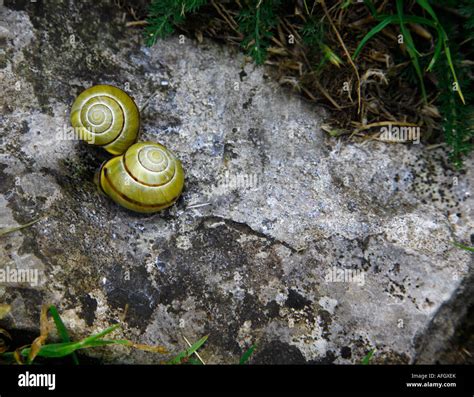 Par De Caracoles Fotos E Im Genes De Stock Alamy