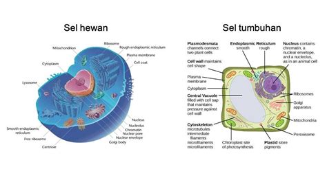 Perbedaan Sel Prokariotik Dan Eukariotik Serta Fungsinya