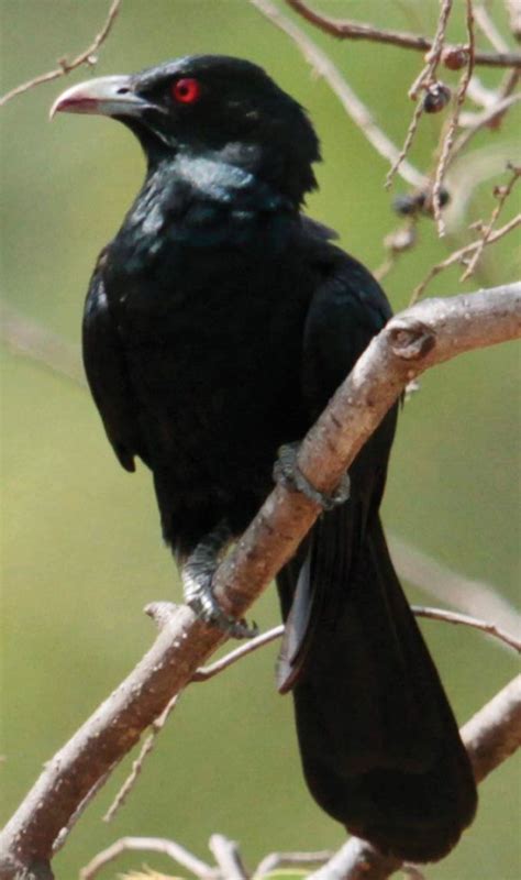 Indian Koel Nanoli Stud