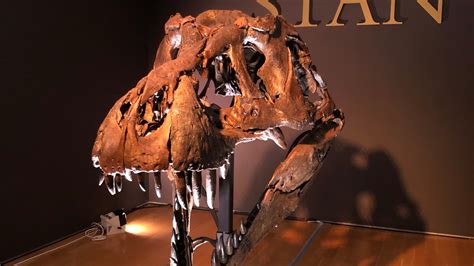 T. rex fossil sells for $32 million, the most expensive ever auctioned