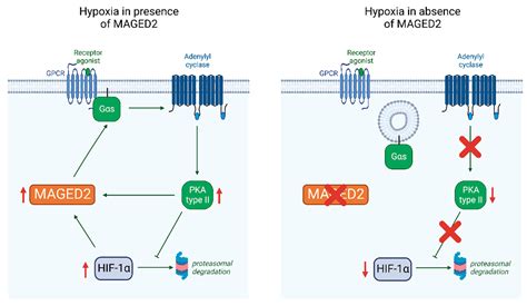 Cells Free Full Text Reciprocal Regulation Of Maged And Hif