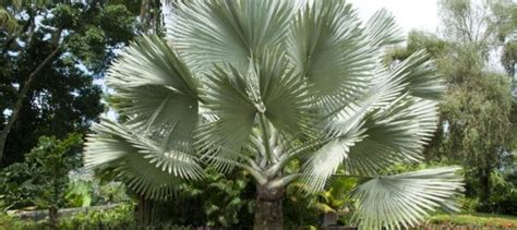 Palm Trees: Tips To Prevent Pests and Diseases