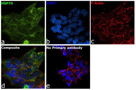 HSP70 Antibody (PA5-77828)