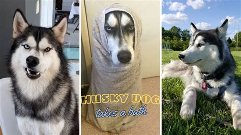 Husky Dog Takes A Bath 🐶🚿 Funny Video That Makes You Cant Stop