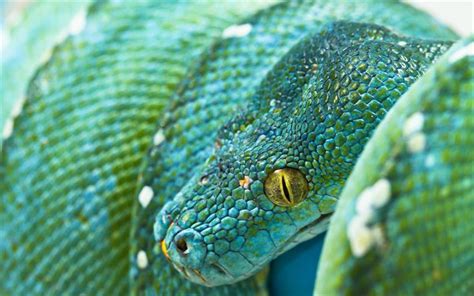 Download wallpapers blue python, blue snake, green python, Morelia ...