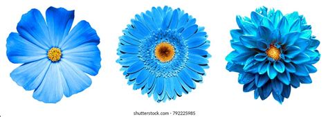 20+ Free Blue Flower Photos | Free HD Downloads - Pikwizard