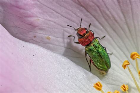 Nabu Insektensommer Das Gro E Krabbeln Startet Wieder Nabu Aachen