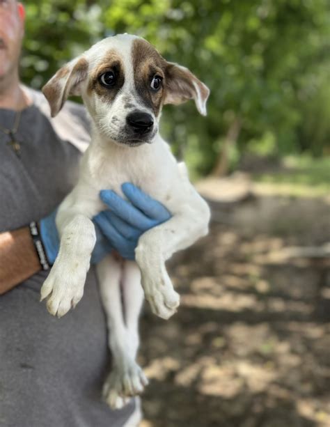 Rankin - Adopted 6/13/25 UPDATE: Adoption fee waived ($0)! Charlie is a