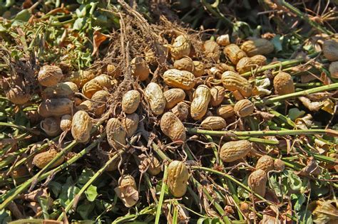 Peanut Plant Harvest Aces Bruce Dupree Peanut Harvest In Flickr