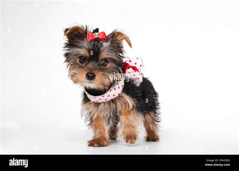 Yorkshire Terrier Puppy With Dress 3 Months Old Isolated On White