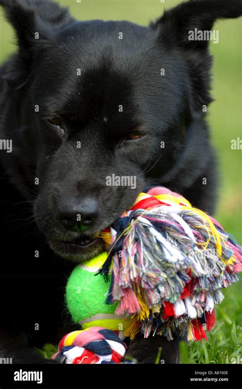 Chow Akita Mixed Breed Dog Stock Photo Alamy