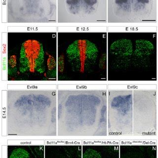 Expression Analysis And Conditional Mutation Of Bcl A In The Spinal