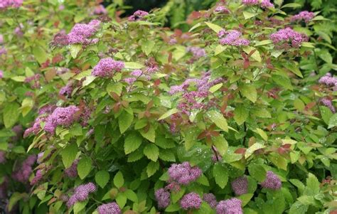 Spirea ‘double Play Big Bang’ Morden Nurseries And Garden Centre