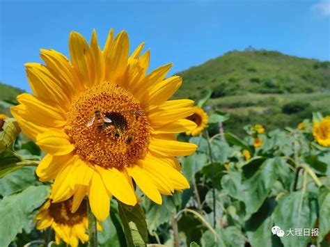 南涧乐秋：四季花开产业兴 和美乡村入画来 关注森林