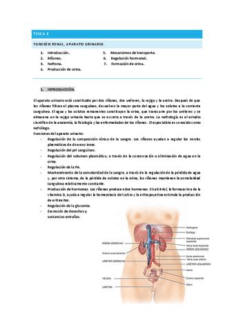 Tema Fisio Pdf