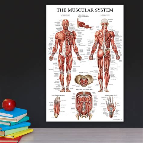 Snapklik 3 Pack Muscle Skeleton Nervous System Anatomy