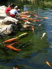 Feeding Pond Fish