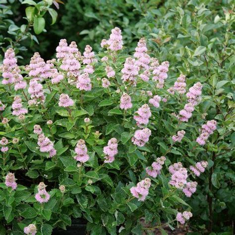 Beyond Pink D Bluebeard Caryopteris Incana Shrubs Proven