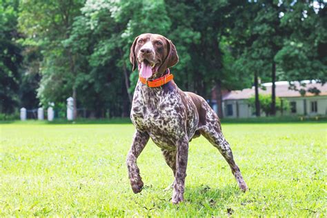 10 Best German Shorthaired Pointer Breeders Across The Us