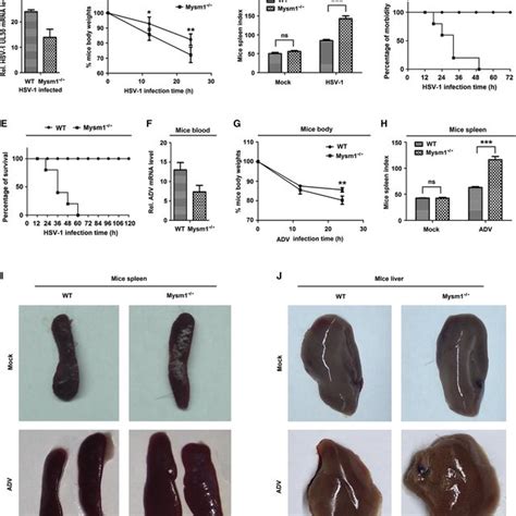 Mysm1 Deficient Mice Exhibit Early Death With High Death Rates Upon Download Scientific Diagram