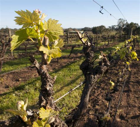 Organic Vineyards Battle Of Bosworth Wines