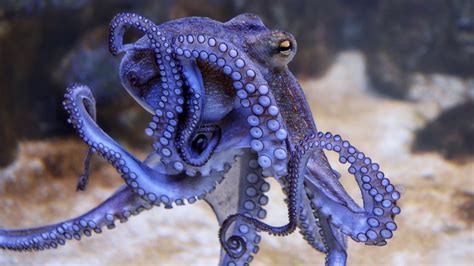 How Do Octopuses Change Color Live Science