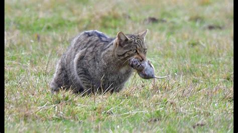 Gato Mont S Cazando Youtube