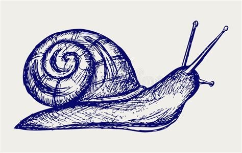 Ejemplo Del Caracol De Jardín Dibujo Grabado Tinta Línea Arte