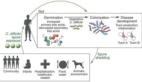 Jci Clostridium Difficile And The Microbiota