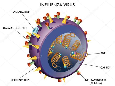 Structure Of The Influenza Virus — Stock Vector © Rob3000 65092649