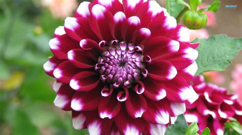 Flower Homes Dahlia Flowers