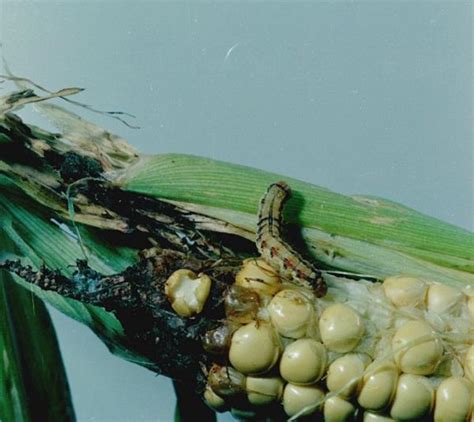 Corn Earworm On Vegetables University Of Maryland Extension