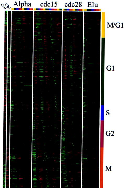 Large Scale Gene Expression Data Analysis A New Challenge To