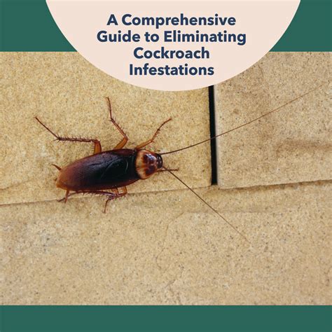 How To Get Rid Of Cockroaches Orion Pest Solutions