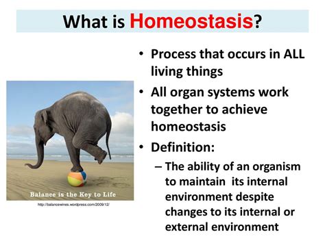 Organization Of Life And Homeostasis Ms Day Ap Biology Ppt Download