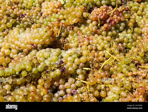 Grape Harvest For Wine Production Grape Harvest Grapes The Process