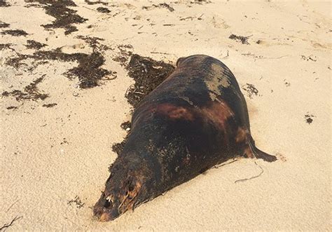 Dead Seal Found On State Beach The Marthas Vineyard Times