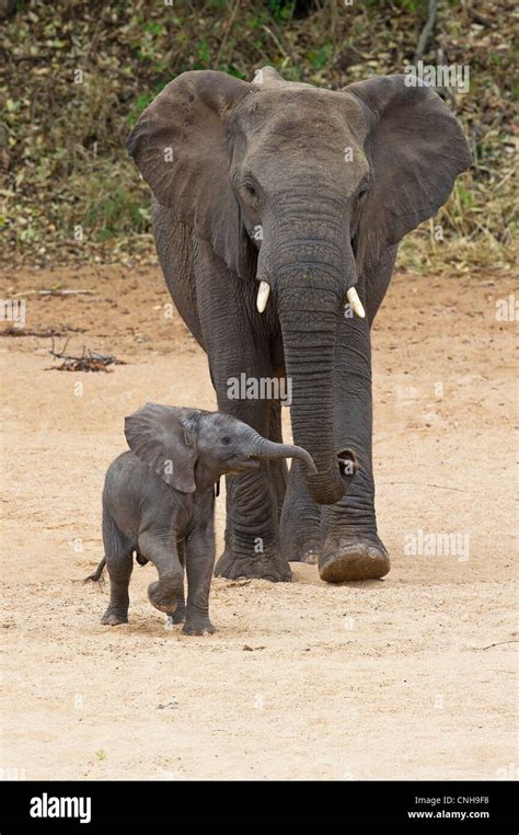 A female African Elephant and calf Stock Photo - Alamy