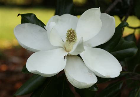 Magnolia Flower Look Like Best Flower Site