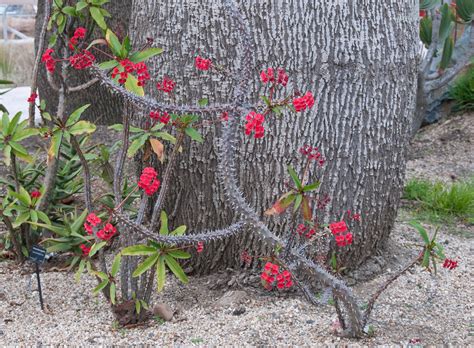 Plants & Flowers » Euphorbia milii