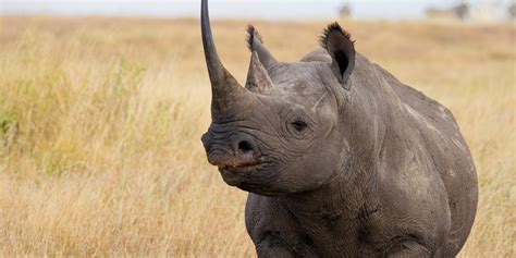 Black Rhinoceros - Why are black rhinos called Black Rhinos? - Rhino Rest