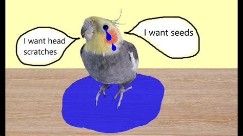 Cockatiel Bird Makes Crying Whimpering Noise Youtube