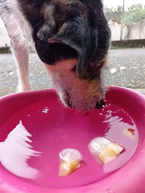 Muito calor Veterinária dá dicas de como refrescar os pets no verão