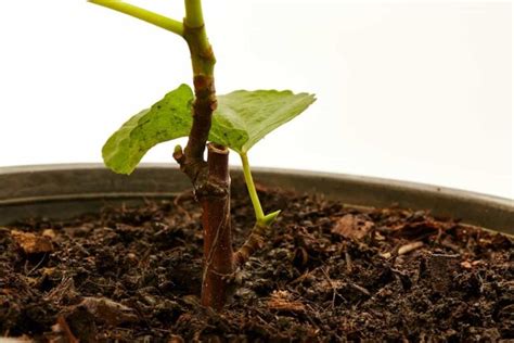 Growing Fig Tree Cuttings: The Ultimate Guide to Propagating From ...