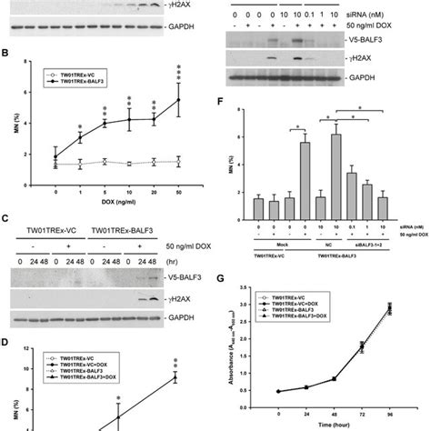 Accumulation Of Genomic Instability In Npc Cells After Recurrent Ebv