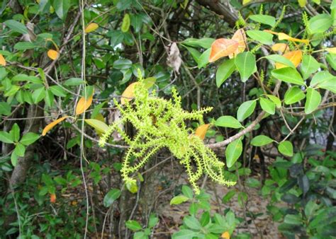 Australian Coastal Plants - Euphorbiaceae