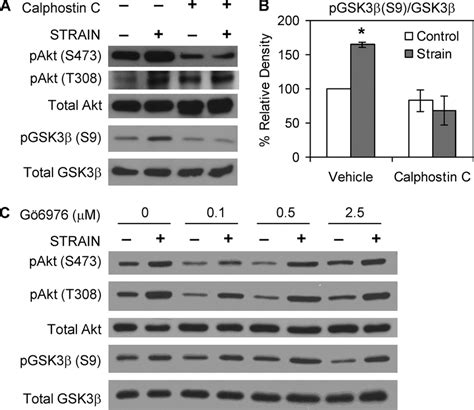 Pkc Mediates Akt Phosphorylation At Ser A Immunoblots Of Mdmsc