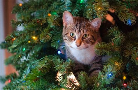 Christmas Cat Names - 125+ Holiday Name Ideas! - Find Cat Names