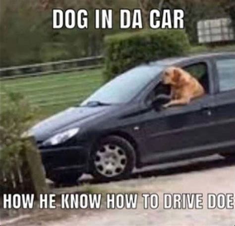 Dog in da car. : r/memes