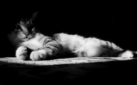 🔥 70 Black And White Cat Wallpapers Wallpapersafari